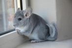 chinchilla 2 vrouwtjes, Mei, Vrouwelijk, Chinchilla