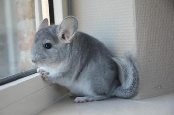 chinchilla 2 vrouwtjes  beschikbaar voor biedingen