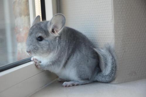 chinchilla 2 vrouwtjes, Dieren en Toebehoren, Knaagdieren, Vrouwelijk, Chinchilla, Mei