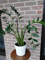 Zamiaculcas in witte porseleinen pot, Huis en Inrichting, Kamerplanten, Ophalen, Overige soorten, Halfschaduw, In pot