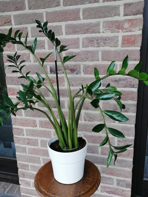 Zamiaculcas in witte porseleinen pot, Huis en Inrichting, Kamerplanten, Overige soorten, Minder dan 100 cm, Groene kamerplant