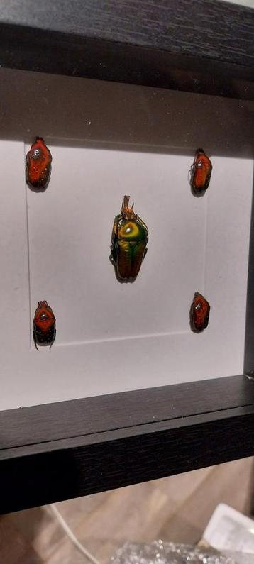 Cadre divers coléoptères 