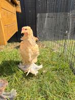 Brahma Buf Haantje, Dieren en Toebehoren, Mannelijk, Kip