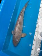55 cm  koi, Dieren en Toebehoren, Karper of Koi
