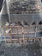 Gratis oostende
