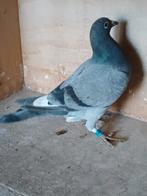 Te koop: duiven met goede stamkaart, Meerdere dieren, Postduif