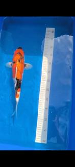Koi te koop, Dieren en Toebehoren, Karper of Koi