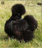 USA zijdehoenders!!, Dieren en Toebehoren, Pluimvee, Vrouwelijk, Kip