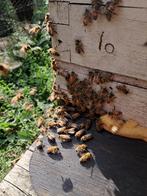 2 x bijenvolken op Simplex, Dieren en Toebehoren, Bijen