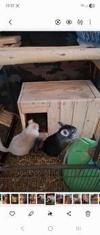Chinchillas, Dieren en Toebehoren, Knaagdieren, Mei, Meerdere dieren, Chinchilla