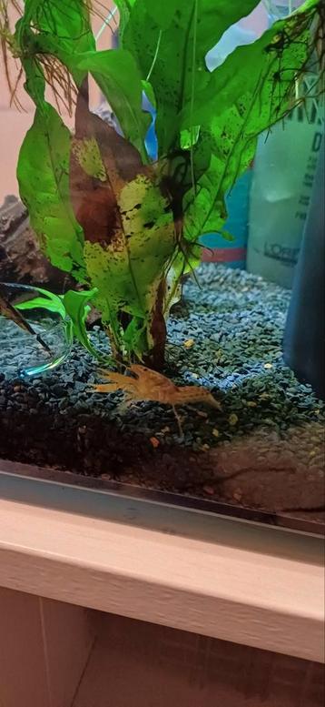 Cambarellus patzcuarensis, Dieren en Toebehoren, Vissen | Aquariumvissen