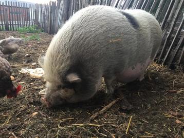 Gratis varken, Femelle, Porcs, 3 à 5 ans