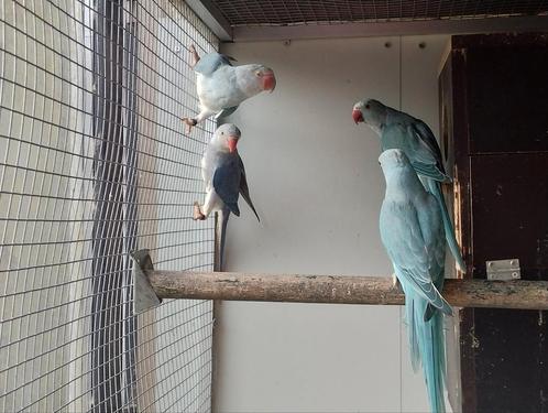 Halsbandparkiet violet wkws, blauw wkws en split, Dieren en Toebehoren, Vogels | Parkieten en Papegaaien, Parkiet, Geslacht onbekend