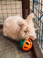 Angora konijn voedster, Dieren en Toebehoren, Vrouwelijk, Groot, 0 tot 2 jaar