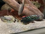Kweekkoppel Rocio octofasciatum