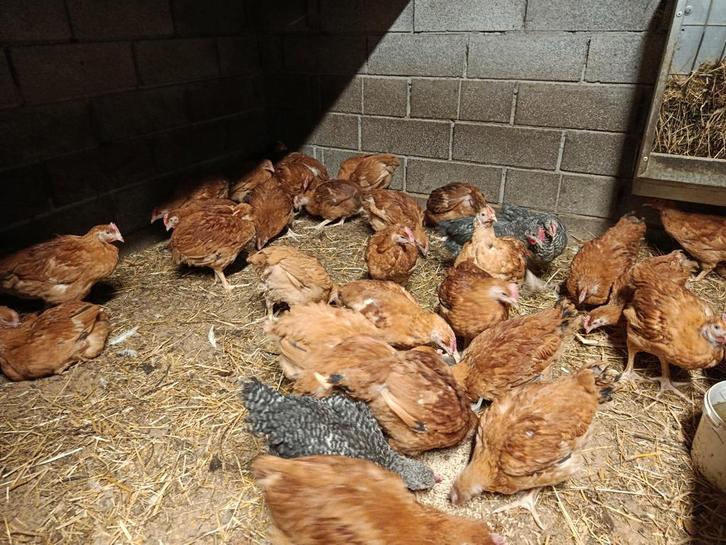 jonge vleeshanen bruin 1kg, Dieren en Toebehoren, Pluimvee