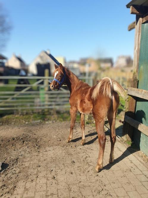 Jaarling hengstveulen Arabische volbloed, Dieren en Toebehoren, Paarden, Hengst, Niet van toepassing, Minder dan 160 cm, 0 tot 2 jaar