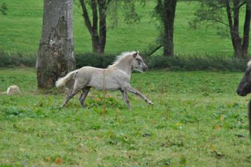 Poulain Classic Pony à vendre beschikbaar voor biedingen
