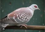 Guinea duiven, Dieren en Toebehoren, Vogels | Duiven, Meerdere dieren, Overige soorten