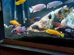 Cichliden, Dieren en Toebehoren