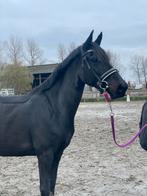 5jarige merrie te koop, Dieren en Toebehoren, Merrie, Zadelmak, 3 tot 6 jaar, Gechipt