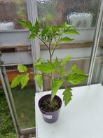 Tomaten plant Vergilo F1 Hybride, Ophalen