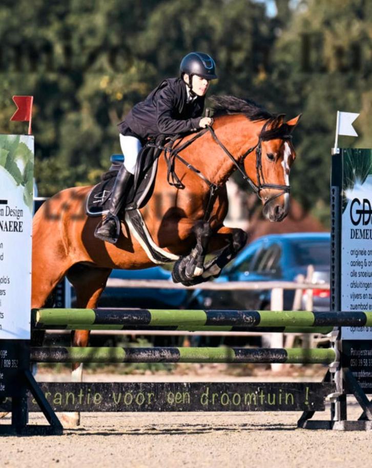 Leuk pré paardje te koop, Dieren en Toebehoren, Paarden, Ruin, 7 tot 10 jaar, Recreatiepaard, Gechipt, Ontwormd, Ingeënt