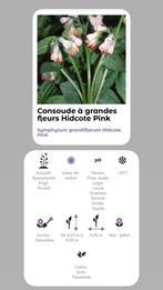 Consoude Hidcote Pink, Jardin & Terrasse, Mi-ombre