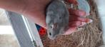 Mooie tamme russische dwerghamster, Dieren en Toebehoren, Meerdere dieren, Hamster, Tam