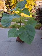 Paulownia, Tuin en Terras, Planten | Bomen, Ophalen