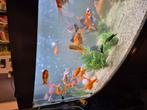 Aquarium Juwel te koop