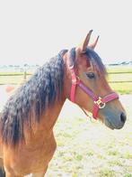 fries X haflinger merrie 2.5 jaar, Merrie, Niet van toepassing, 0 tot 2 jaar, Gechipt