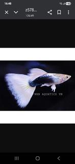 White dorsal fin guppen man en vrouw locatie maastricht, Dieren en Toebehoren, Vissen | Aquariumvissen