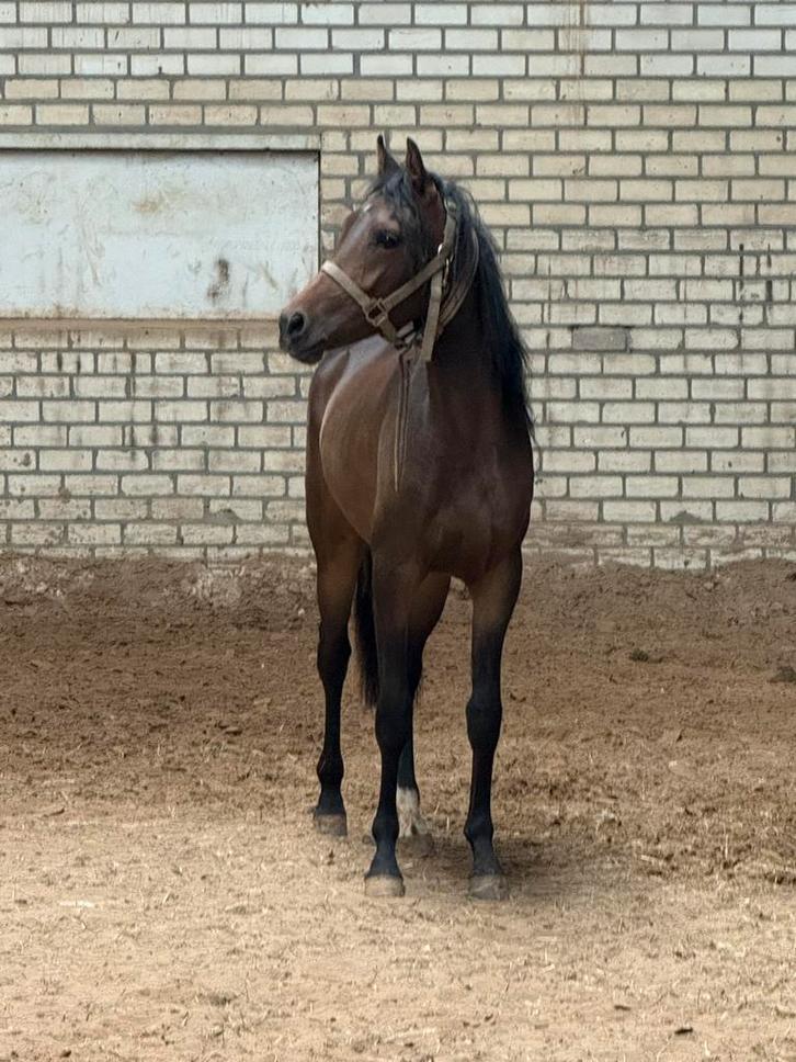 1,5 jarige nrps pony merrie, Dieren en Toebehoren, Pony's, Merrie, Onbeleerd, D pony (1.37m tot 1.48m), 0 tot 2 jaar, Met stamboom