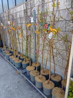 Fruitbomen, Tuin en Terras, Ophalen, Overige soorten, Volle zon, In pot