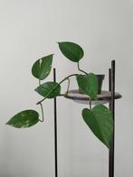 Epipremnum / Drakenklimop / Pothos - Kamerplant, Huis en Inrichting, Kamerplanten, Ophalen, Overige soorten, Halfschaduw, In pot