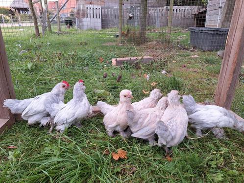 Ukkelse baardkriel, Dieren en Toebehoren, Pluimvee