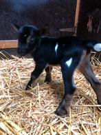 Dwerggeiten flessen lam black en tan bont., Animaux & Accessoires, Moutons, Chèvres & Cochons, Mâle, Chèvre