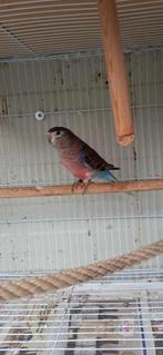 Bourkes, Geslacht onbekend, Parkiet, Geringd