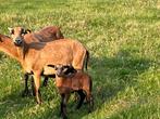 Kameroenschapen / ooien met lammetjes / Kameroen ram, Dieren en Toebehoren, Schapen, Geiten en Varkens, Meerdere dieren, Schaap