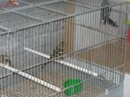botvink man met twee poppen, Dieren en Toebehoren, Vogels | Overige Vogels, Meerdere dieren, Geringd