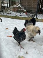 Hen zwart wit, Dieren en Toebehoren, Pluimvee