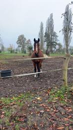 Merrie tromphe de muze, Dieren en Toebehoren, Merrie
