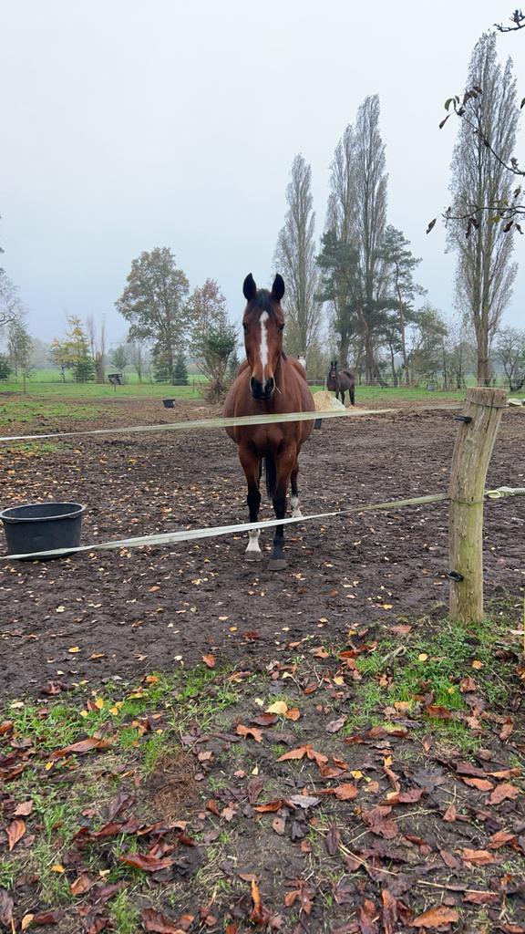 Merrie tromphe de muze, Dieren en Toebehoren, Paarden, Merrie