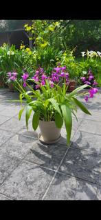 Bletilla Paars/Roze, Tuin en Terras, Volle zon, Vaste plant, Lente, Ophalen