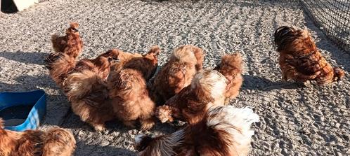 Broedeieren USA zijdehoen, Dieren en Toebehoren, Pluimvee