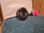 2 Lieve mooie US teddy cavia beertjes, Dieren en Toebehoren, Cavia, Mannelijk, November, Tam