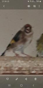 Distelvink, Dieren en Toebehoren