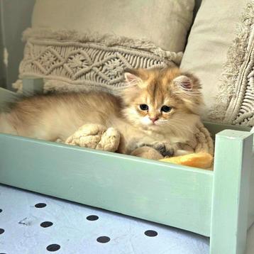British longhair beschikbaar voor biedingen
