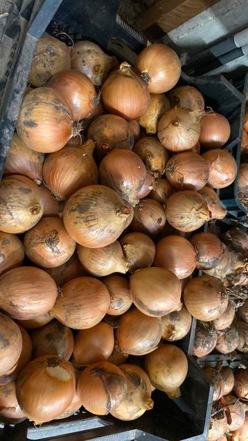 58 kilo ajuinen te koop 45€ ->0,78€/kg beschikbaar voor biedingen